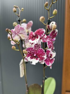 Phalaenopsis ‘Limited 85’ | Storczyk przekwitający
