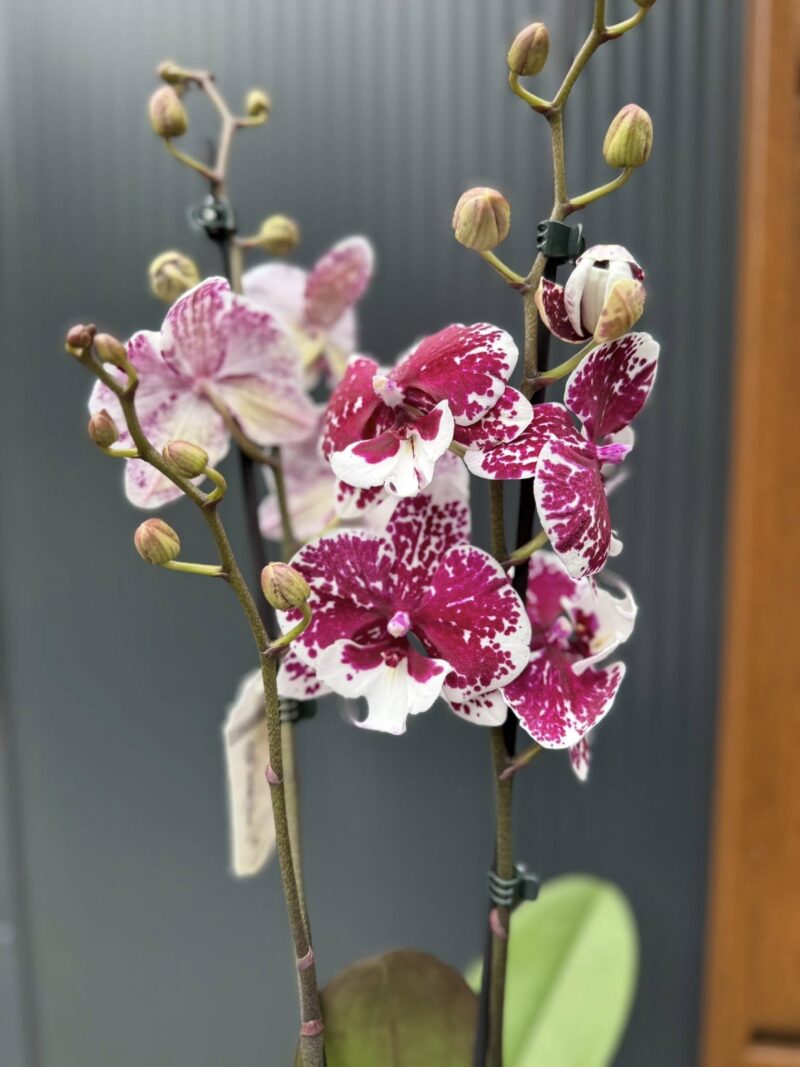 Phalaenopsis ‘Limited 85’ | Storczyk przekwitający