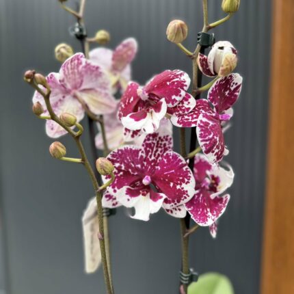 Phalaenopsis ‘Limited 85’ | Storczyk przekwitający