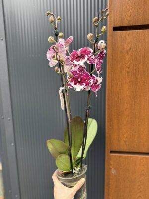Phalaenopsis ‘Limited 85’ | Storczyk przekwitający