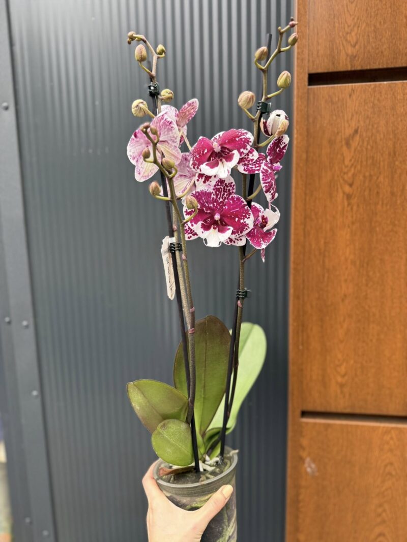 Phalaenopsis ‘Limited 85’ | Storczyk przekwitający