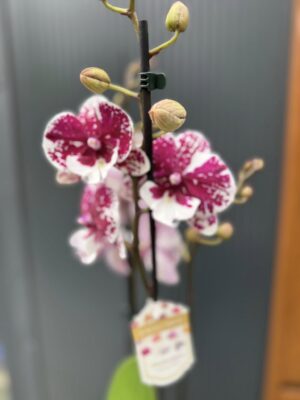 Phalaenopsis ‘Limited 85’ | Storczyk przekwitający