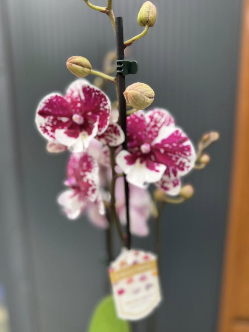 Phalaenopsis ‘Limited 85’ | Storczyk przekwitający