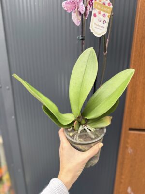 Phalaenopsis ‘Limited 85’ | Storczyk przekwitający