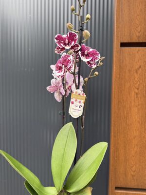 Phalaenopsis ‘Limited 85’ | Storczyk przekwitający