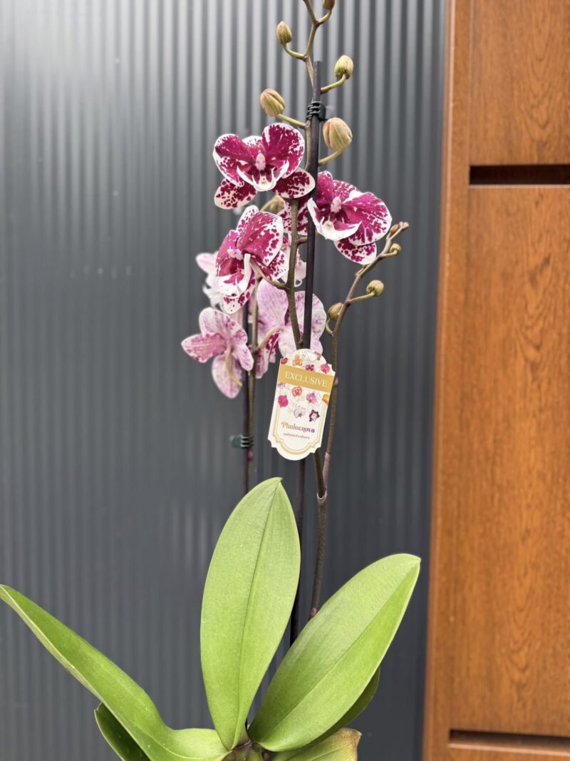 Phalaenopsis ‘Limited 85’ | Storczyk przekwitający