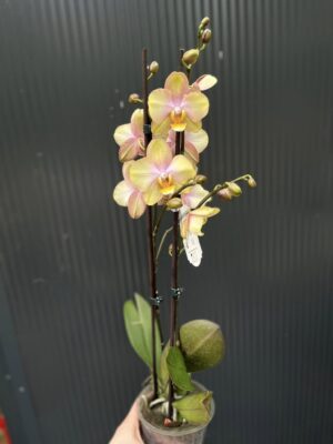 Phalaenopsis Sparks hybrid | Storczyk zrzucił pączki