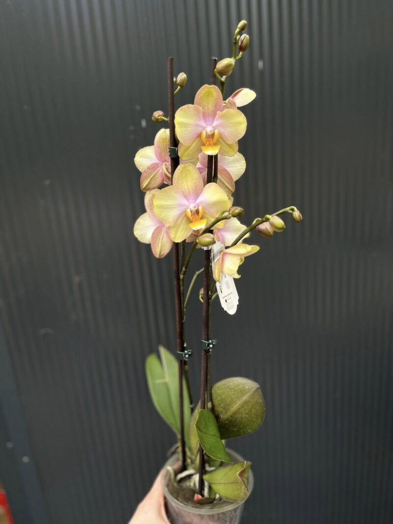 Phalaenopsis Sparks hybrid | Storczyk zrzucił pączki