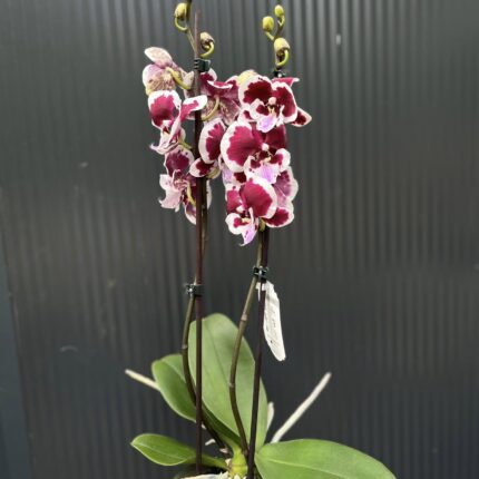 Phalaenopsis Limited 50 | Storczyk przekwitający