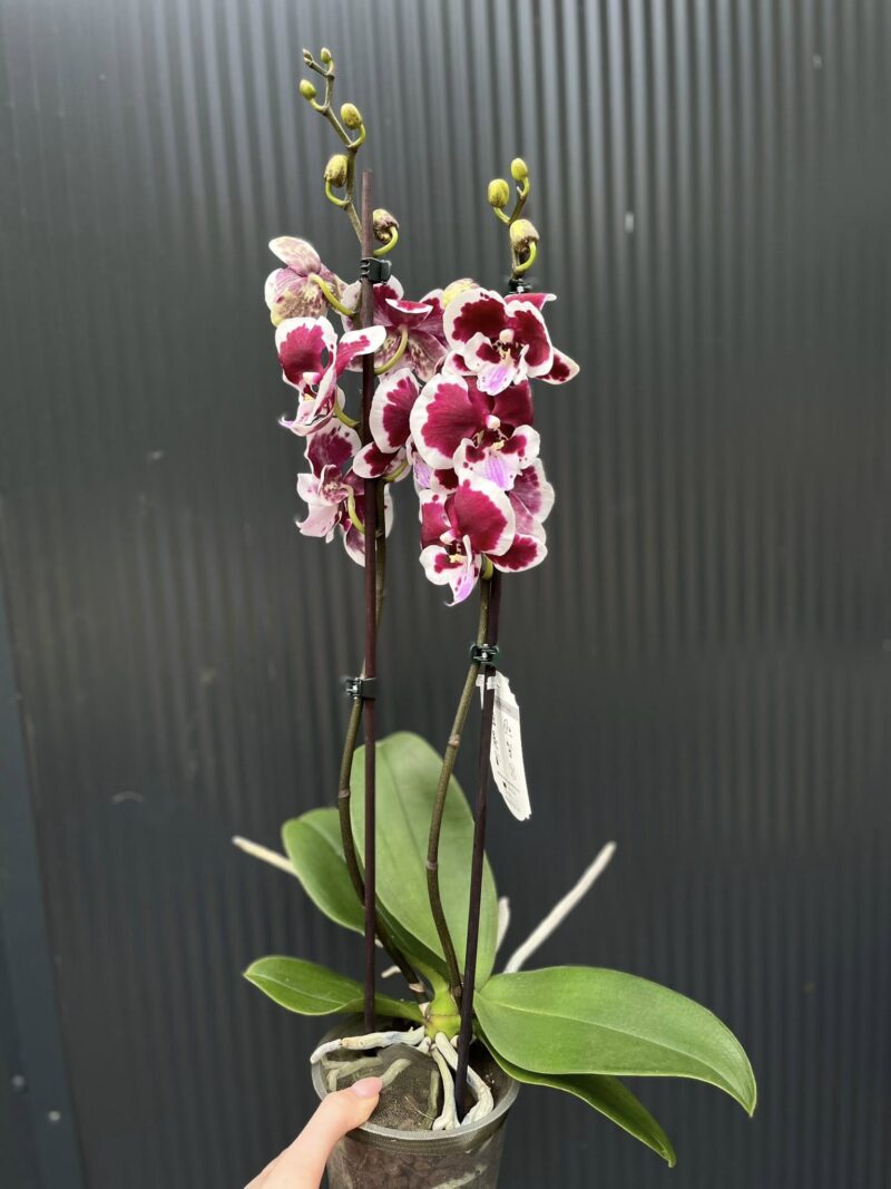Phalaenopsis Limited 50 | Storczyk przekwitający
