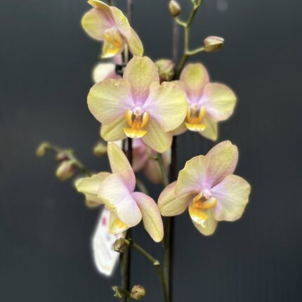 Phalaenopsis Sparks hybrid | Storczyk zrzucił pączki