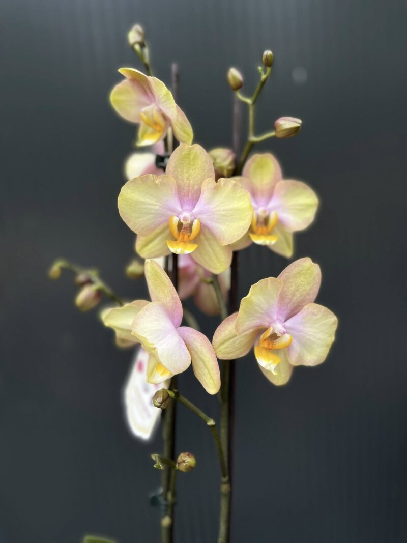 Phalaenopsis Sparks hybrid | Storczyk zrzucił pączki Phalaenopsis Sparks hybrid | Storczyk zrzucił pączki