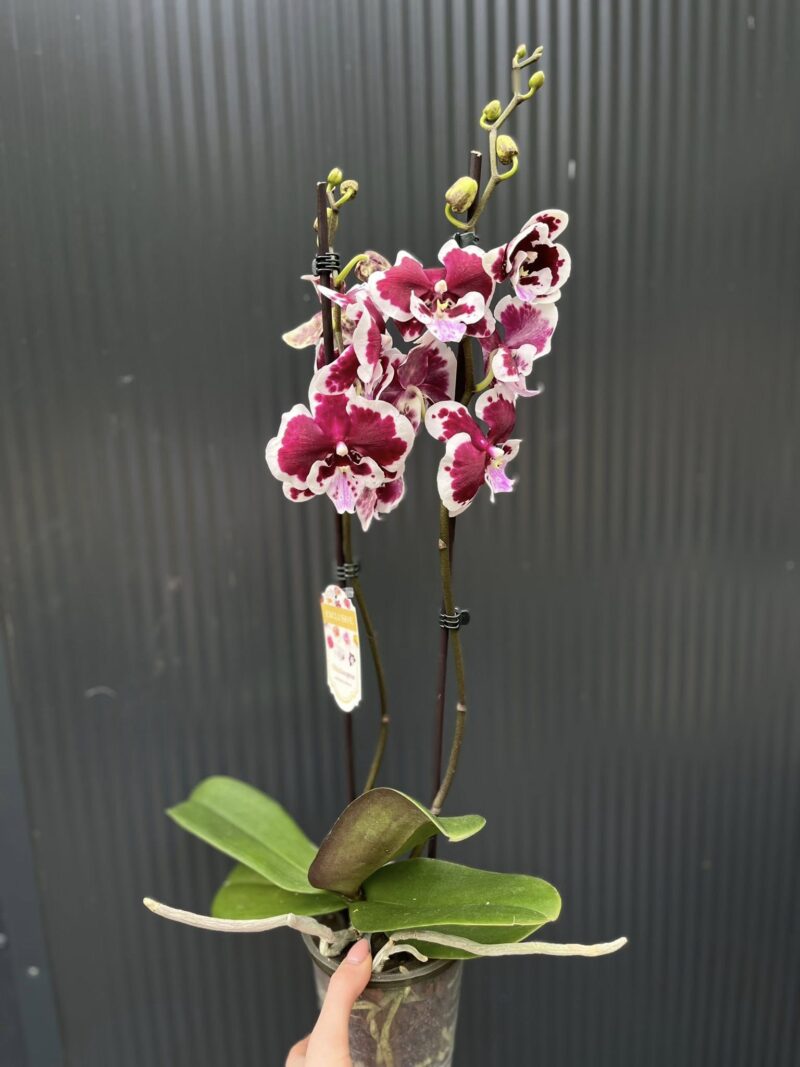 Phalaenopsis Limited 50 | Storczyk przekwitający