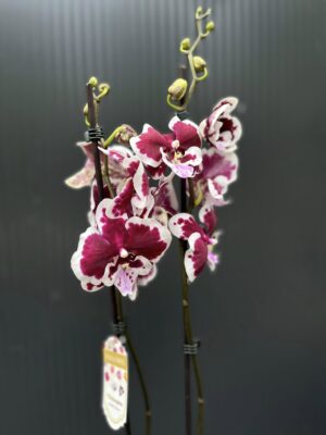 Phalaenopsis Limited 50 | Storczyk przekwitający