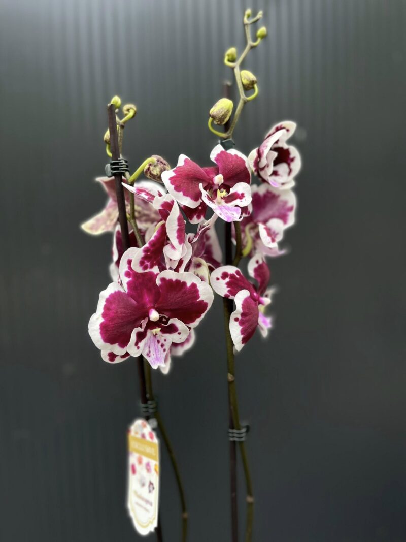 Phalaenopsis Limited 50 | Storczyk przekwitający