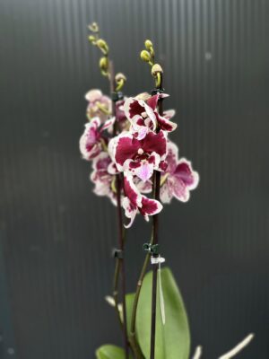 Phalaenopsis Limited 50 | Storczyk przekwitający