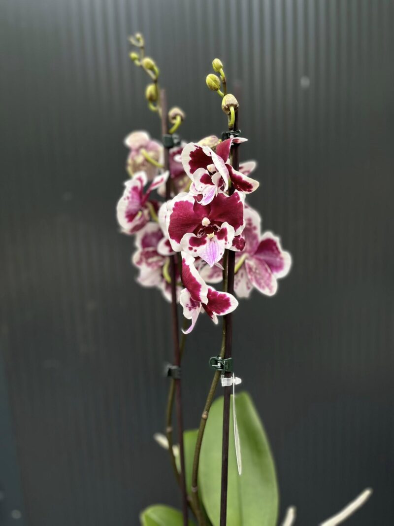 Phalaenopsis Limited 50 | Storczyk przekwitający