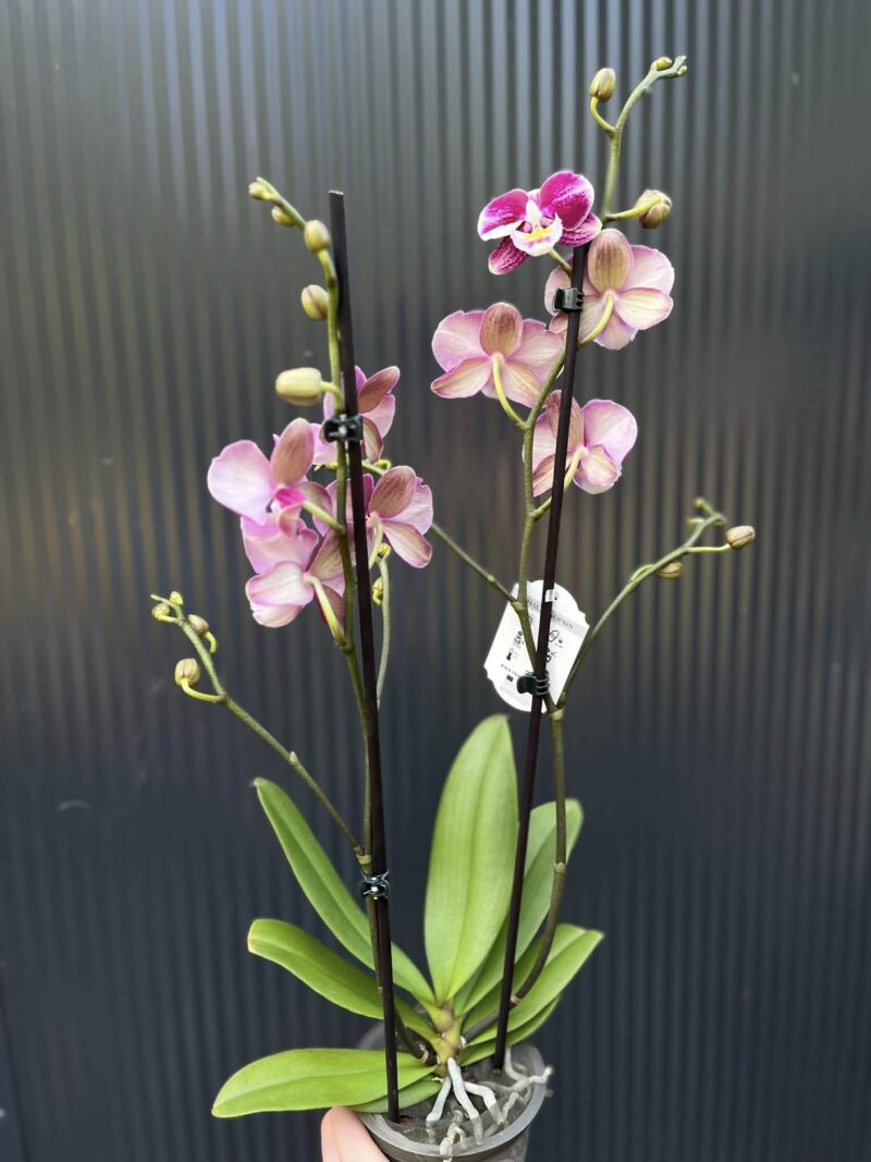 Phalaenopsis ‘Johana Big Lip’ | Storczyk przekwitający