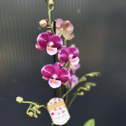 Phalaenopsis ‘Johana Big Lip’ | Storczyk przekwitający