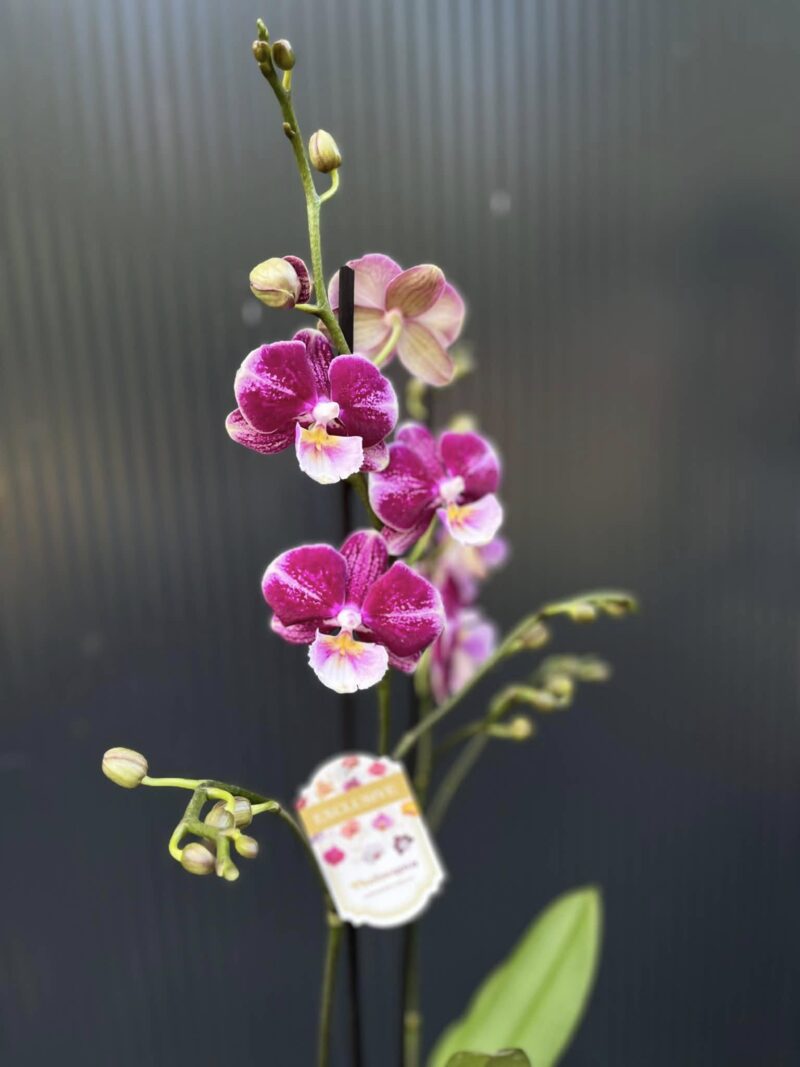 Phalaenopsis ‘Johana Big Lip’ | Storczyk przekwitający