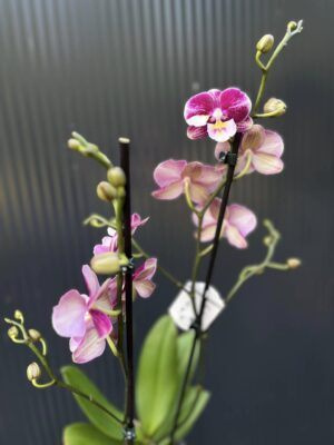 Phalaenopsis ‘Johana Big Lip’ | Storczyk przekwitający