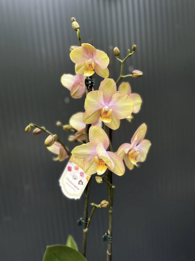 Phalaenopsis Sparks hybrid | Storczyk zrzucił pączki