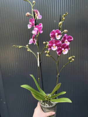 Phalaenopsis ‘Johana Big Lip’ | Storczyk przekwitający