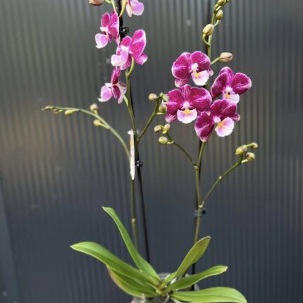 Phalaenopsis ‘Johana Big Lip’ | Storczyk przekwitający