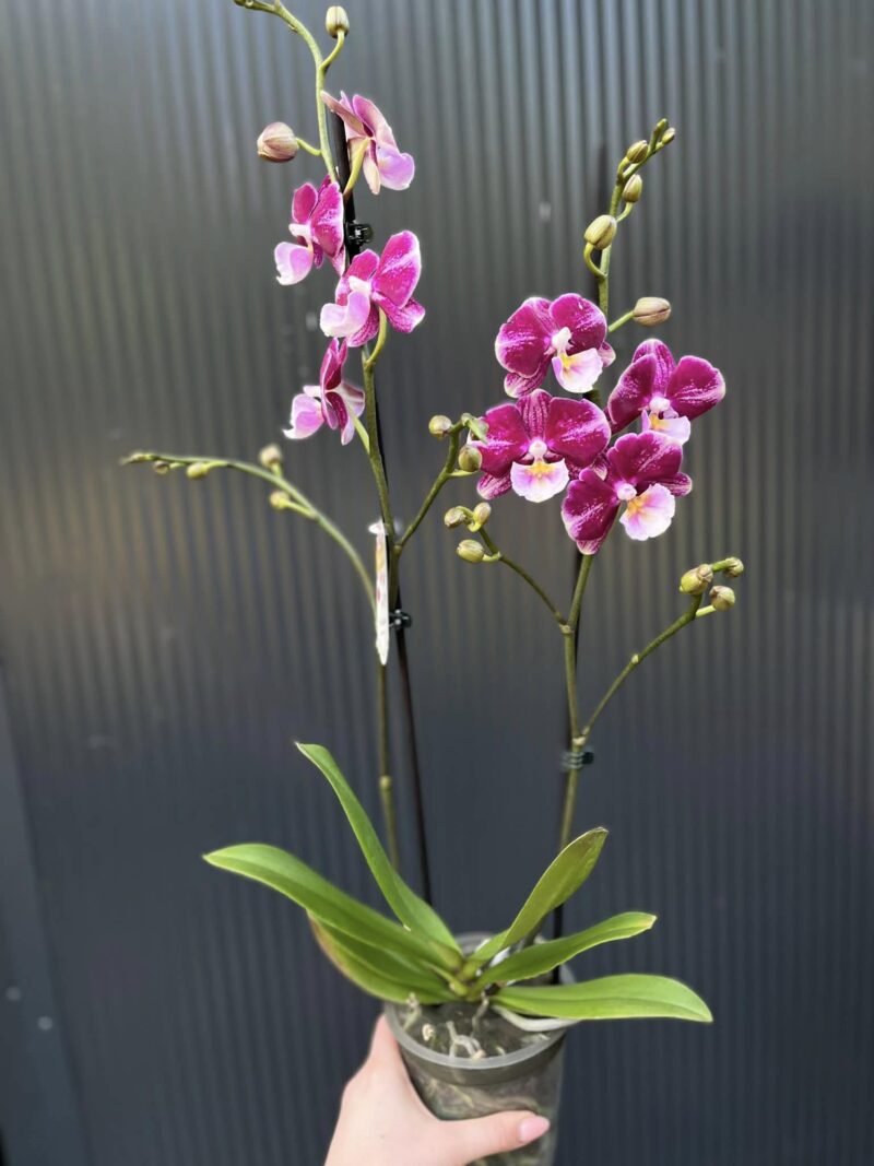 Phalaenopsis ‘Johana Big Lip’ | Storczyk przekwitający