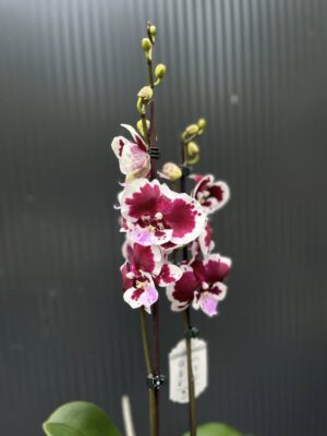 Phalaenopsis Limited 50 | Storczyk przekwitający