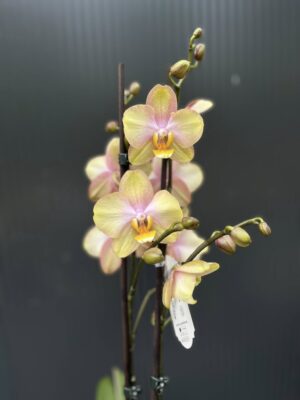 Phalaenopsis Sparks hybrid | Storczyk zrzucił pączki
