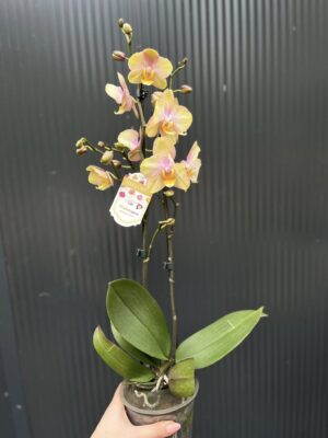 Phalaenopsis Sparks hybrid | Storczyk zrzucił pączki