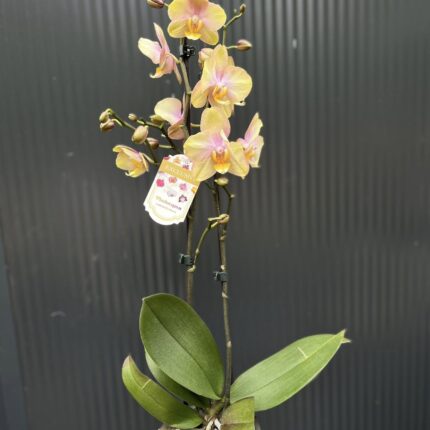Phalaenopsis Sparks hybrid | Storczyk zrzucił pączki