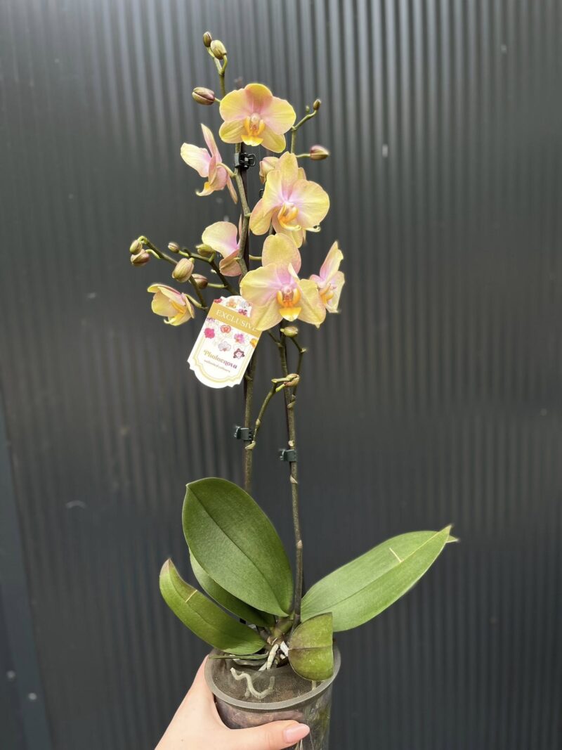 Phalaenopsis Sparks hybrid | Storczyk zrzucił pączki