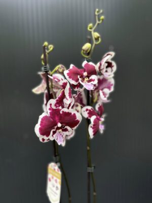 Phalaenopsis Limited 50 | Storczyk przekwitający