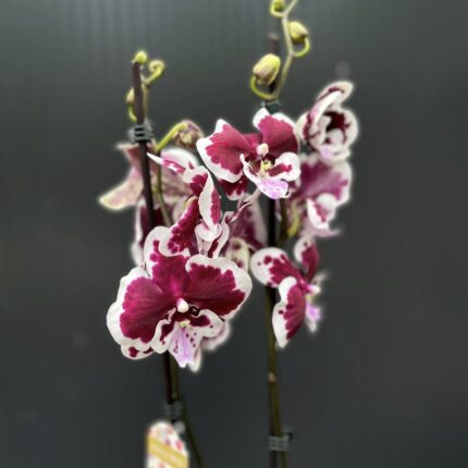 Phalaenopsis Limited 50 | Storczyk przekwitający