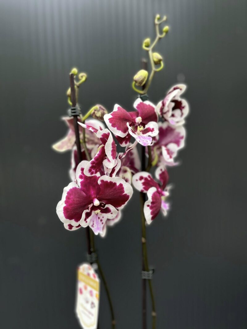 Phalaenopsis Limited 50 | Storczyk przekwitający Phalaenopsis Limited 50 | Storczyk przekwitający