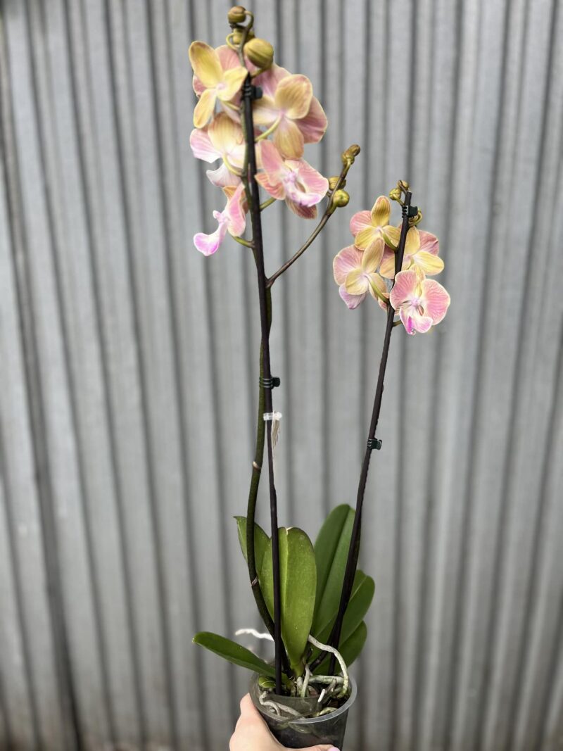 Phalaenopsis fangmei sunlight | Storczyk