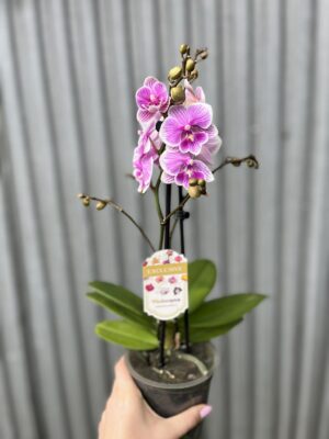 Phalaenopsis ‘Ching Ann Vichris Dress (Big Lip)’ | Storczyk przekwitający