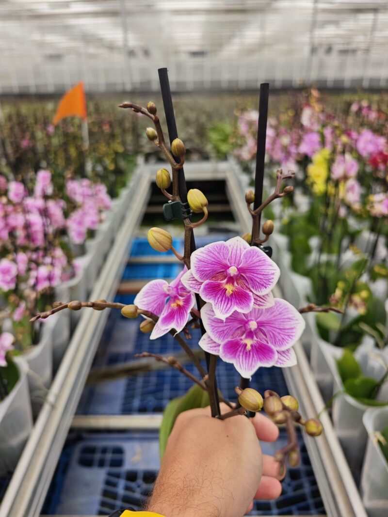 Phalaenopsis ‘Ching Ann Vichris Dress (Big Lip)’ | Storczyk przekwitający
