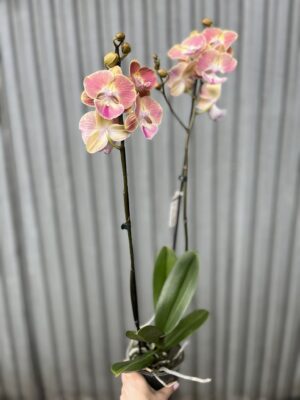Phalaenopsis fangmei sunlight | Storczyk