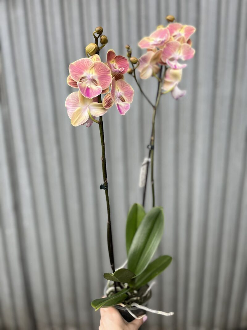 Phalaenopsis fangmei sunlight | Storczyk