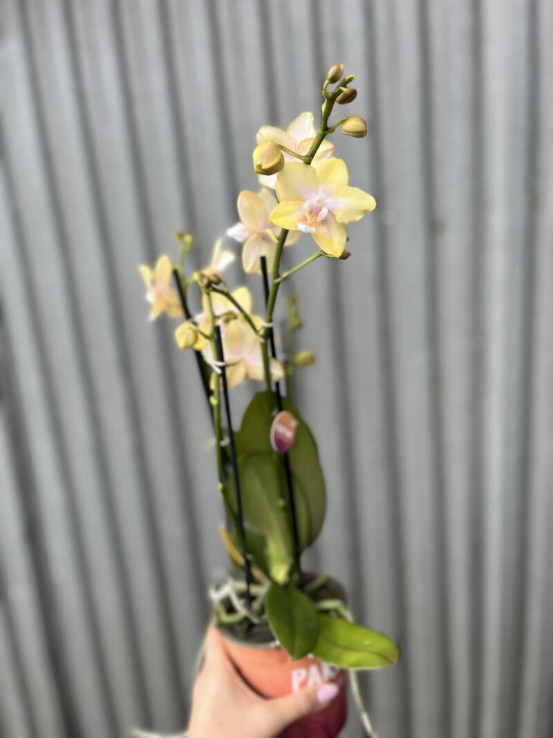 Phalaenopsis Bolgheri Lemon | Storczyk pachnący
