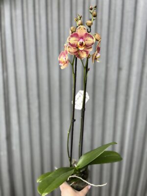 Phalaenopsis OX Luna Rosa ‘3066’ | Storczyk zrzucił pączki