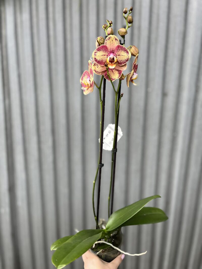 Phalaenopsis OX Luna Rosa ‘3066’ | Storczyk zrzucił pączki