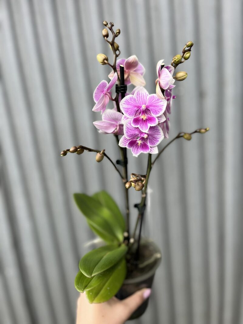Phalaenopsis ‘Ching Ann Vichris Dress (Big Lip)’ | Storczyk przekwitający