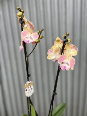 Phalaenopsis fangmei sunlight | Storczyk