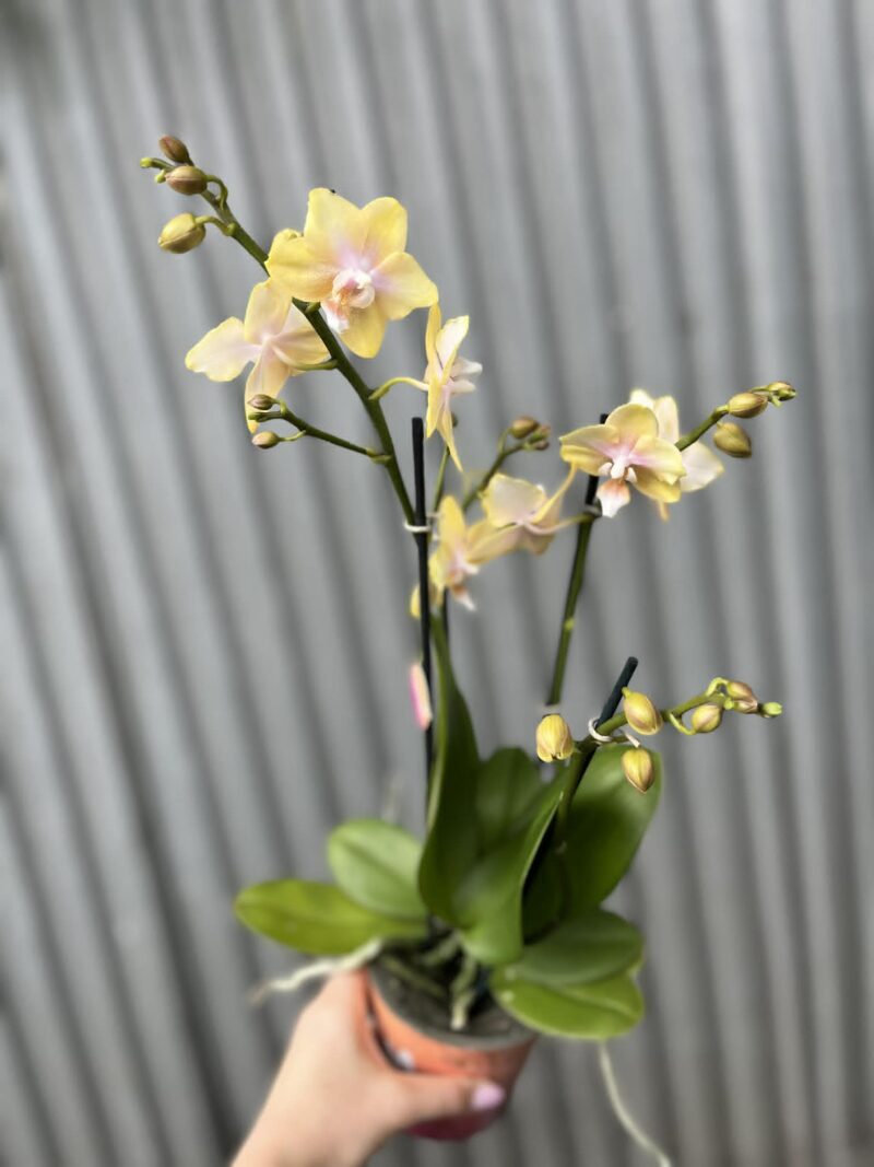 Phalaenopsis Bolgheri Lemon | Storczyk pachnący Phalaenopsis Bolgheri Lemon | Storczyk pachnący