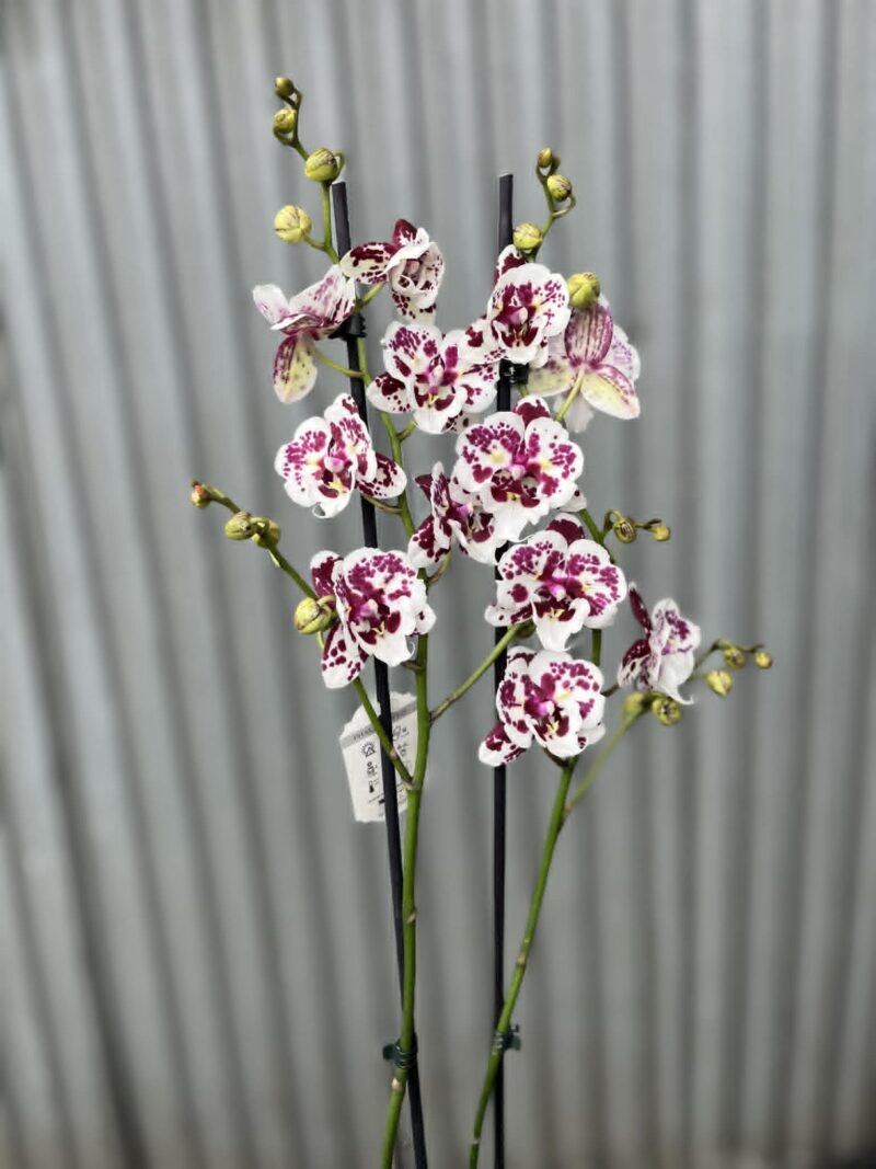 phalaenopsis Untold Stories big lip | Storczyk
