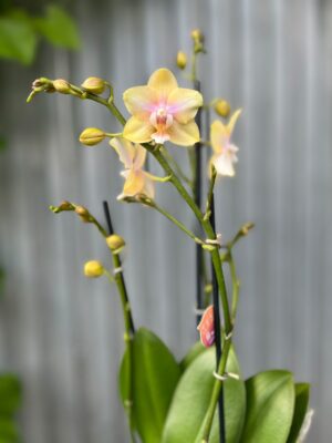 Phalaenopsis Bolgheri Lemon | Storczyk pachnący